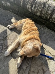 The Autumnal Christmas Chronicles Preamble thread