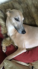Puppy Survival Thread for New and Old Pups - here comes winter 2024