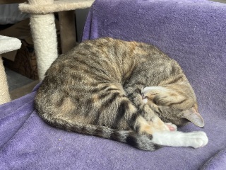 Flounders or Flouncers? The Excellent Cats continue their important debate