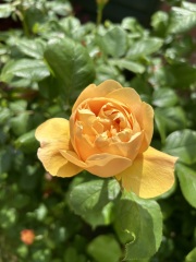 Which roses do you have?