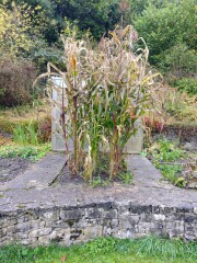 Homegrown Corn