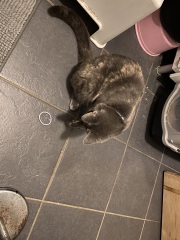 Flounders or Flouncers? The Excellent Cats continue their important debate