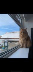 Just moved - cat missing 3 days