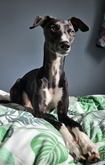 The Nigel Slater Christmas Chronicles Readalong 2024