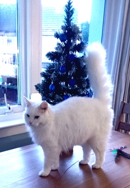 Tinsel, Glitter and Baubles - the Excellent Cats prepare to knock Everything off your Christmas Tree