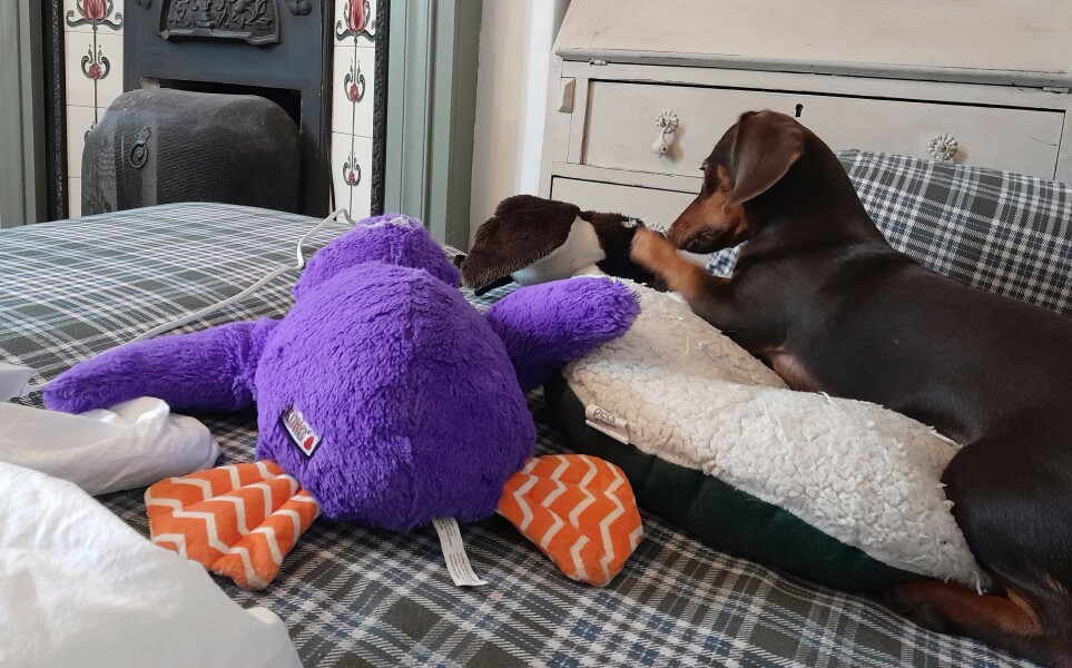 MAFSUK Thread 14: Mould & Ming Mansion? I’d rather have licks with John the Dog. Run run as fast as you can, you lost Luke now, he’s the sausage dogs man….. (No Spoilers)