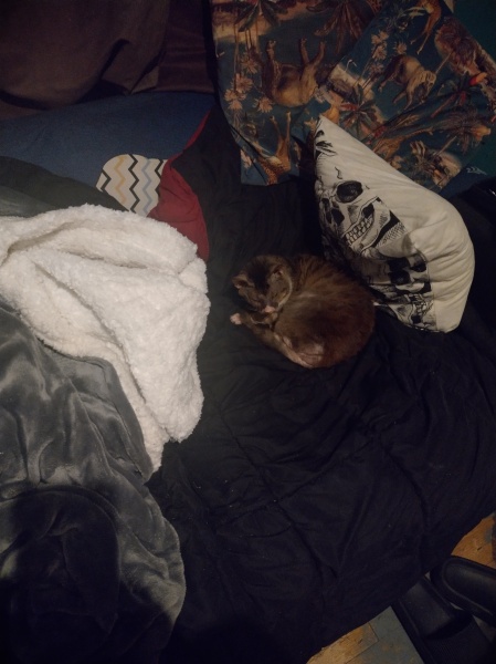 Trick or Cat Treat? The Excellent Cats do Halloween