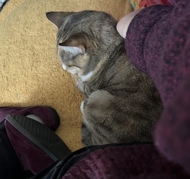 Trick or Cat Treat? The Excellent Cats do Halloween