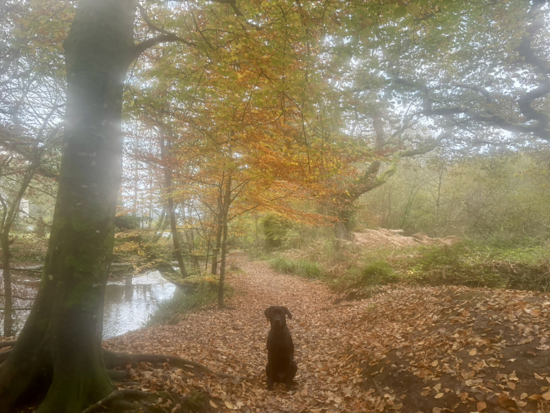 The Nigel Slater Christmas Chronicles Readalong 2024 Part 2