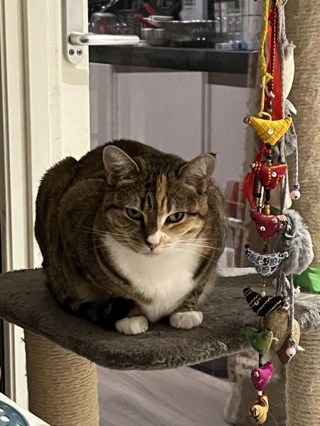 Trick or Cat Treat? The Excellent Cats do Halloween