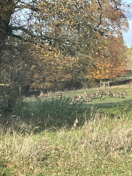 The Nigel Slater Christmas Chronicles Readalong 2024 Part 2