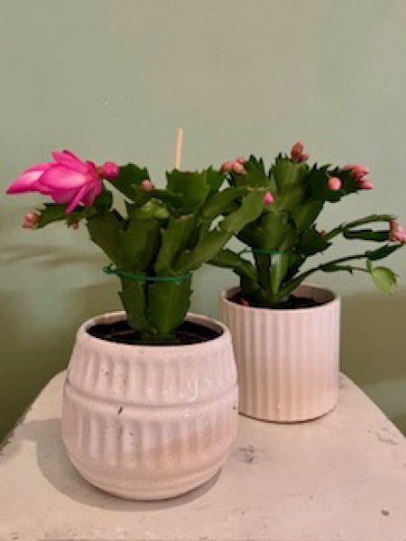 The Nigel Slater Christmas Chronicles Readalong 2024