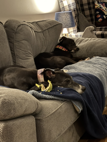 Nightmares about new dog