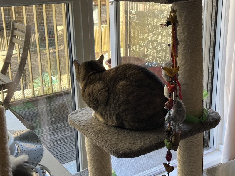 Trick or Cat Treat? The Excellent Cats do Halloween