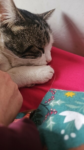 Stray Cat