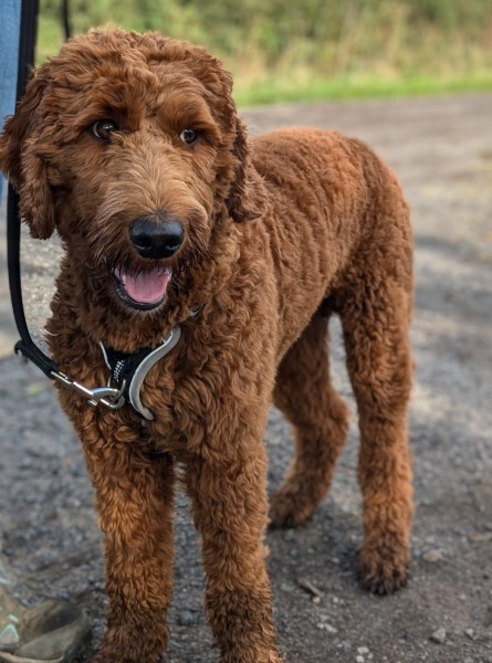 Adolescent Dog Survival Thread - Bark the Herald, furry angels sing!
