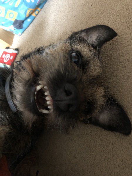 Which breed?