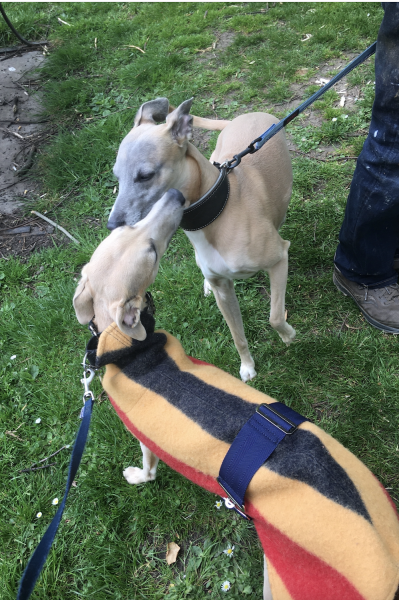 My 3 year old whippet (who is in season) had (unprotected!) sex!!