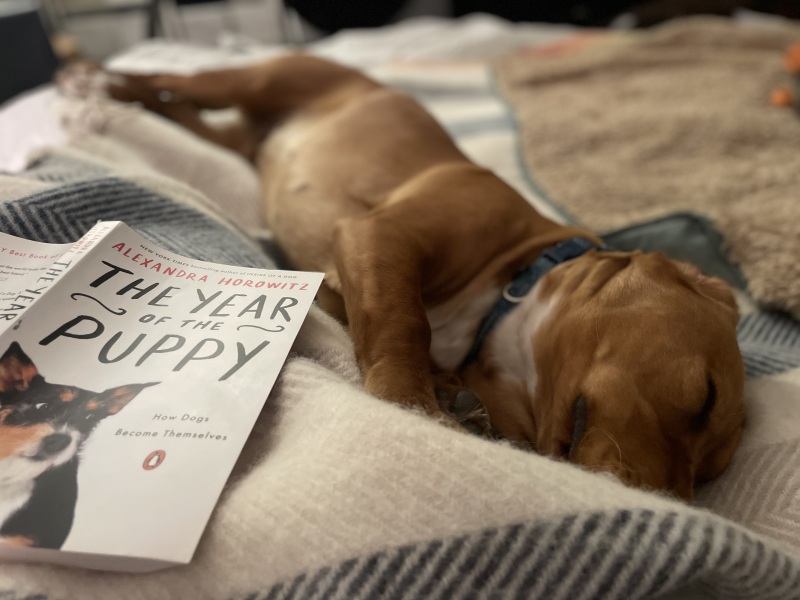 Adolescent Dog Survival...Sharing Tips & Tails