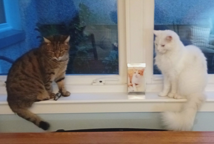 If your cat did OLD, what profile picture would she/he use?