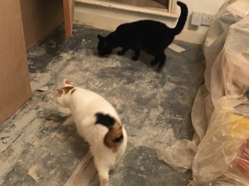 Trick or Cat Treat? The Excellent Cats do Halloween