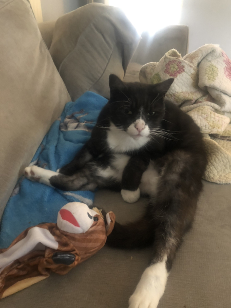 If your cat did OLD, what profile picture would she/he use?