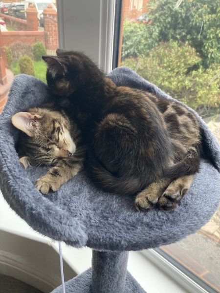 Cat proof garden