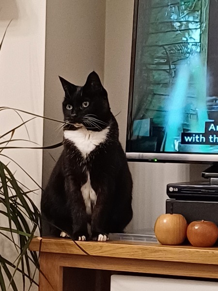 Bluestocking: Do androids dream of electric hair?