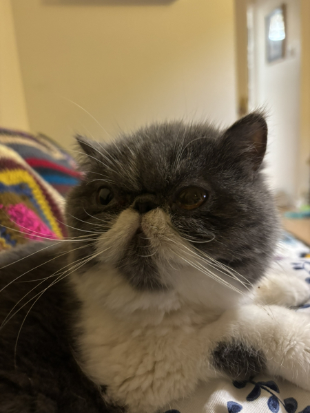 Magnificent Moustaches