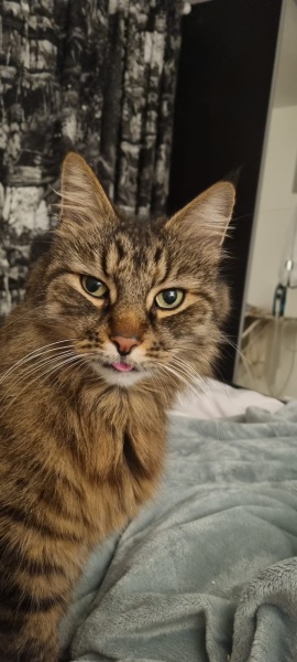 If your cat did OLD, what profile picture would she/he use?