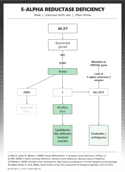 imane khelif has been allegedly confirmed to be a man.