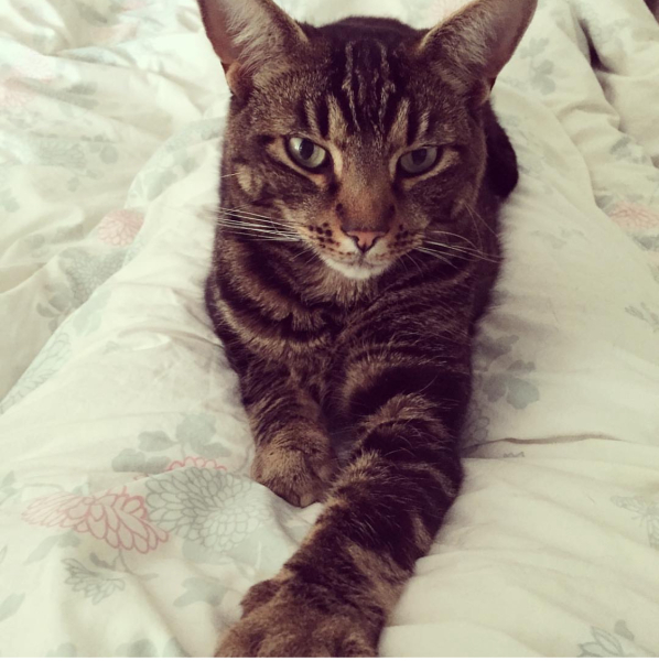 If you’ve lost a loved cat and hesitating whether to take the plunge again..