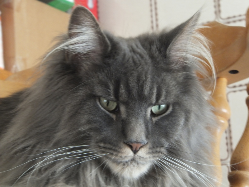 If your cat did OLD, what profile picture would she/he use?