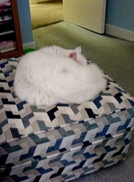 If your cat did OLD, what profile picture would she/he use?