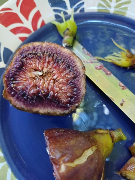 Which Fruit Trees?