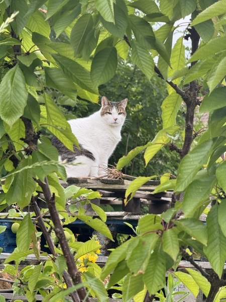 If your cat did OLD, what profile picture would she/he use?