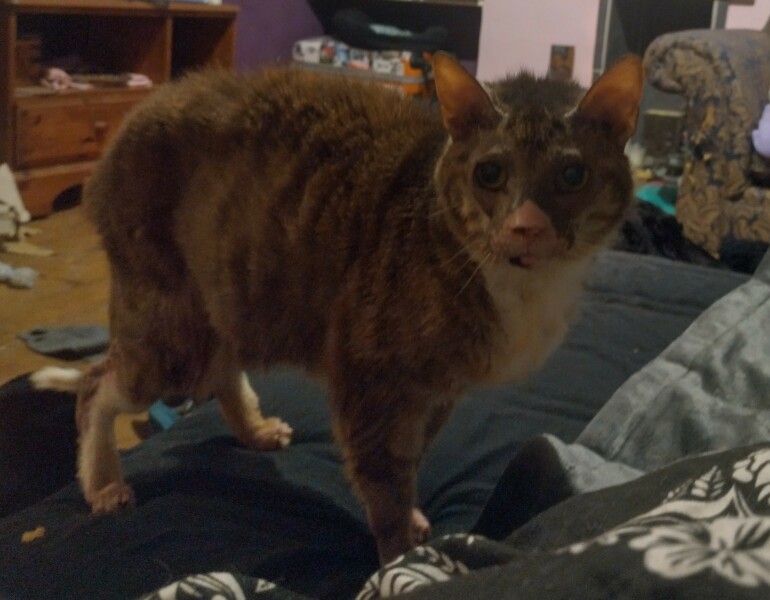 Trick or Cat Treat? The Excellent Cats do Halloween