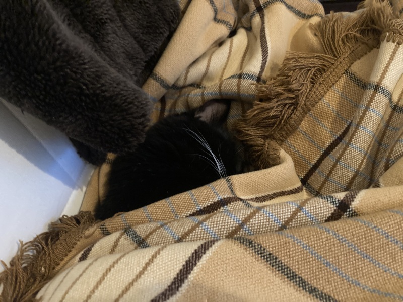 Trick or Cat Treat? The Excellent Cats do Halloween