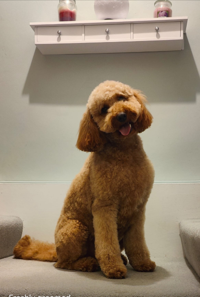 No luck trying to get a rescue dog