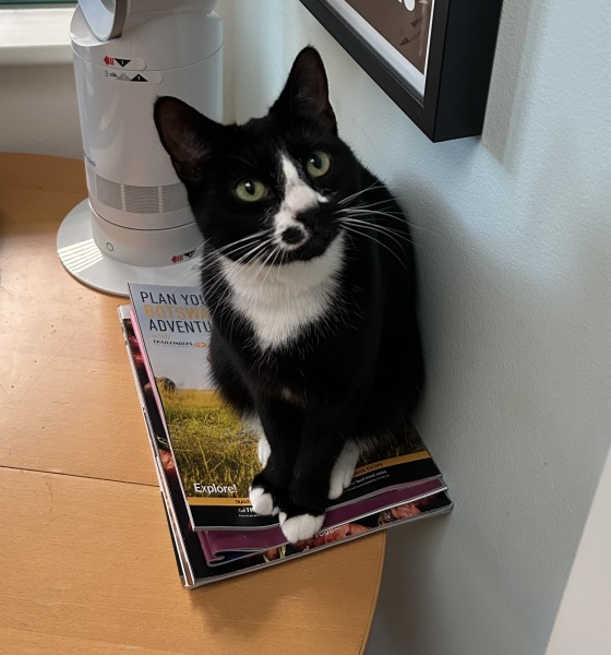 Trick or Cat Treat? The Excellent Cats do Halloween