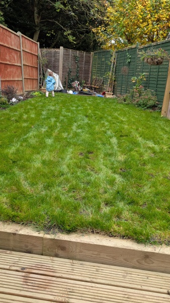 What's destroying my lawn and can I do anything to save it?