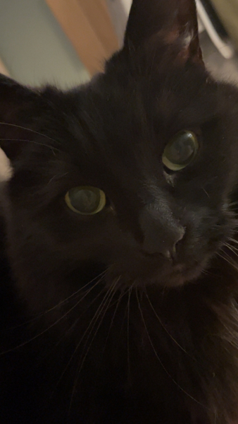 The Great Cancer Recovery part 3