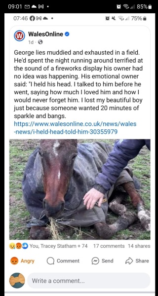 RIP Roxie - fireworks death