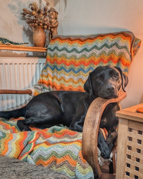 Adolescent Dog Survival Thread - Bark the Herald, furry angels sing!