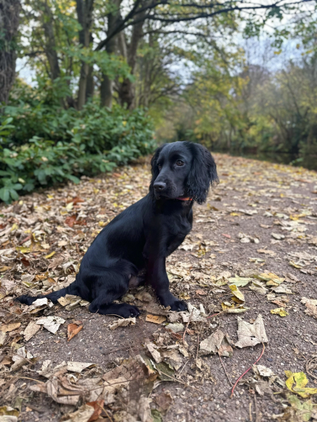 Puppy Survival Thread for New and Old Pups - here comes winter 2024