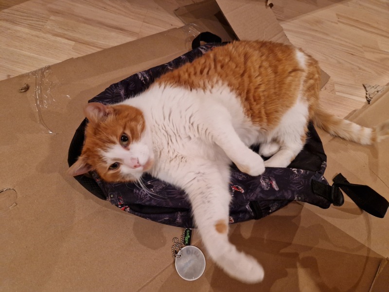 Trick or Cat Treat? The Excellent Cats do Halloween