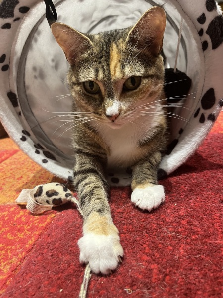 If your cat did OLD, what profile picture would she/he use?