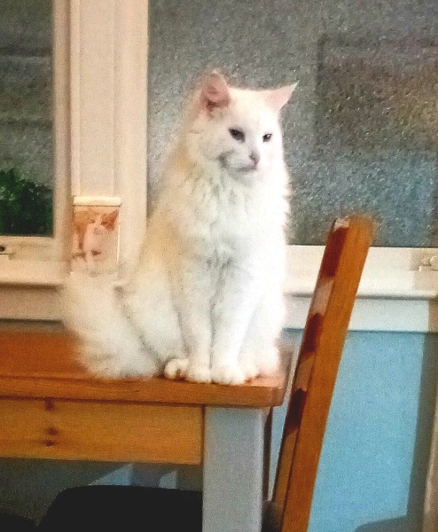 Trick or Cat Treat? The Excellent Cats do Halloween