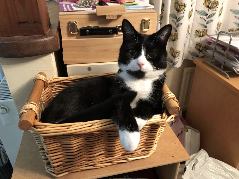 I think we need to say goodbye to one of our cats