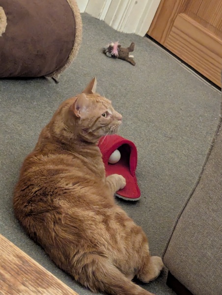What is the absolute best Christmas present for a cat
